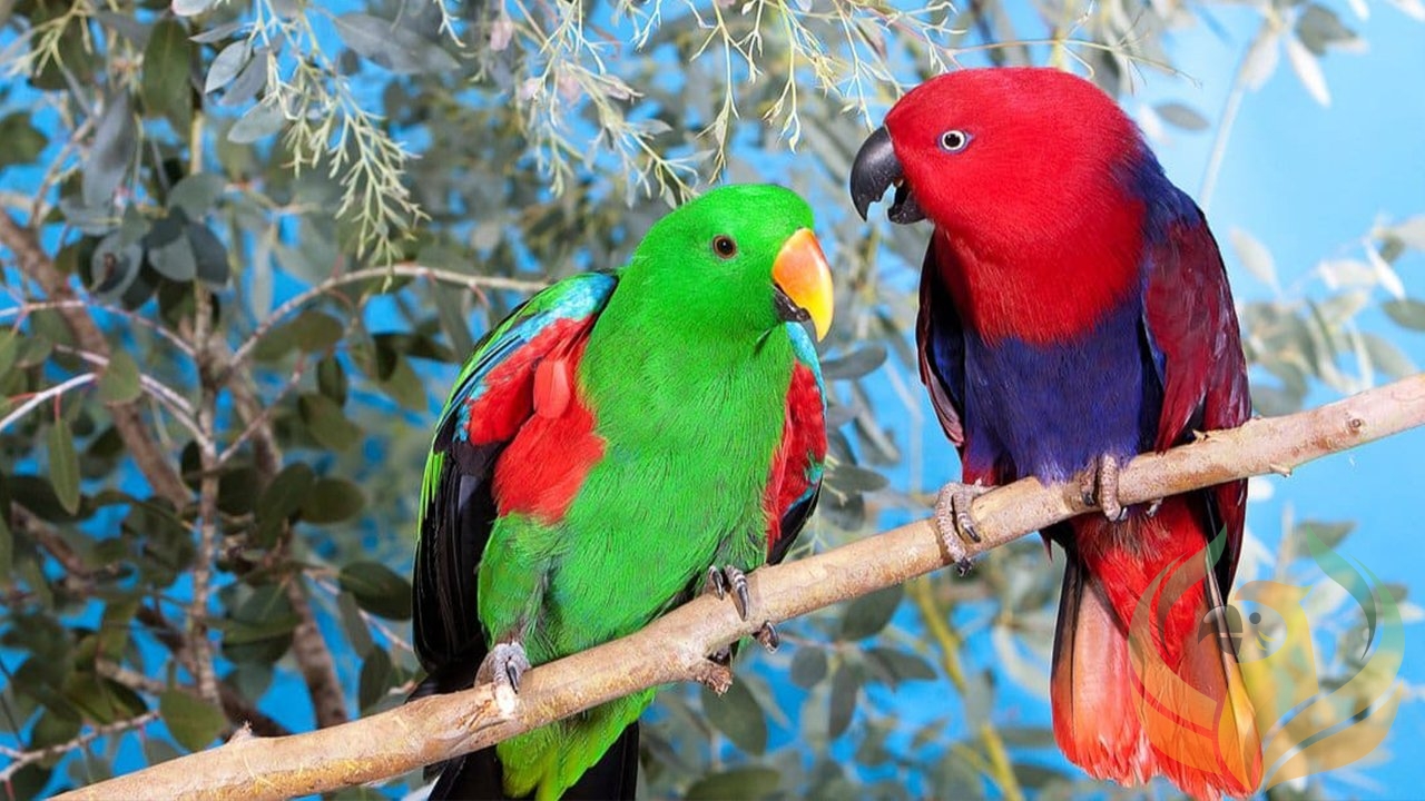 Eclectus Parrots Behavior