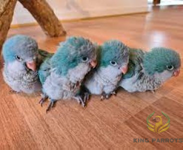 Quaker Blue ( Baby )