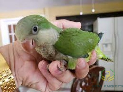 Quaker Green ( Baby )