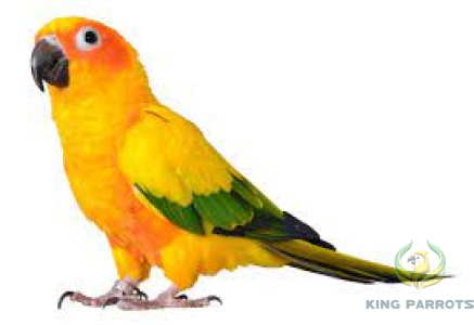 Sun conure ( BABY)